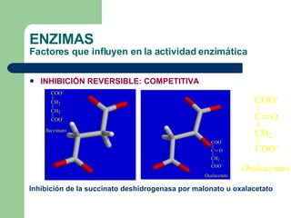 ENZIMAS Factores que influyen en la actividad enzimática INHIBICIÓN REVERSIBLE: COMPETITIVA Inhibición de la succinato deshidrogenasa por malonato u oxalacetato 