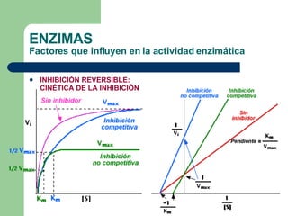 ENZIMAS Factores que influyen en la actividad enzimática INHIBICIÓN REVERSIBLE: CINÉTICA DE LA INHIBICIÓN 