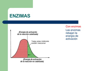 ENZIMAS Con enzimas Las enzimas rebajan la energía de activación 