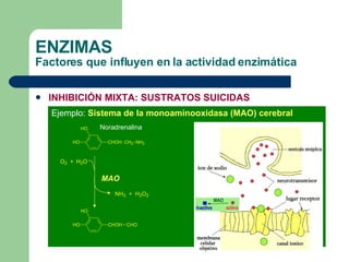 ENZIMAS Factores que influyen en la actividad enzimática INHIBICIÓN MIXTA: SUSTRATOS SUICIDAS Ejemplo:  Sistema de la monoaminooxidasa (MAO) cerebral Noradrenalina Dihidroxifenilglicol MAO 