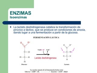 ENZIMAS Isoenzimas La lactato deshidrogenasa cataliza la transformación de pirúvico a láctico, que se produce en condiciones de anoxia, dando lugar a una fermentación a partir de la glucosa. 