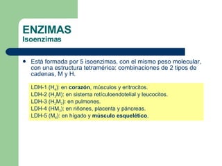 ENZIMAS Isoenzimas Está formada por 5 isoenzimas, con el mismo peso molecular, con una estructura tetramérica: combinaciones de 2 tipos de cadenas, M y H. LDH-1 (H 4 ): en  corazón , músculos y eritrocitos.  LDH-2 (H 3 M): en sistema retículoendotelial y leucocitos.  LDH-3 (H 2 M 2 ): en pulmones.  LDH-4 (HM 3 ): en riñones, placenta y páncreas.  LDH-5 (M 4 ): en hígado y  músculo esquelético .  