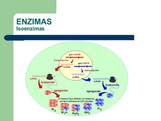 ENZIMAS Isoenzimas 