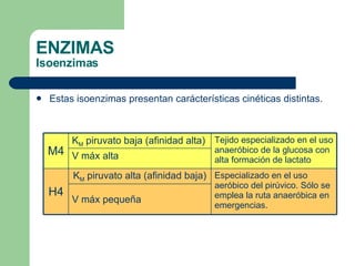 ENZIMAS Isoenzimas Estas isoenzimas presentan carácterísticas cinéticas distintas. V máx pequeña Especializado en el uso aeróbico del pirúvico. Sólo se emplea la ruta anaeróbica en emergencias. K M  piruvato alta (afinidad baja) H4 V máx alta Tejido especializado en el uso anaeróbico de la glucosa con alta formación de lactato K M  piruvato baja (afinidad alta) M4 