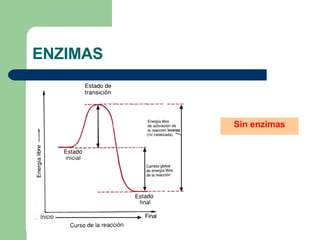 ENZIMAS Sin enzimas 
