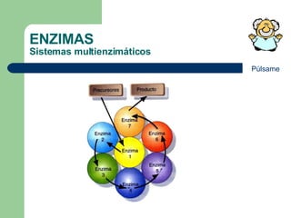 ENZIMAS Sistemas multienzimáticos Púlsame 