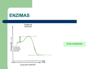 ENZIMAS Con enzimas 