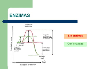 ENZIMAS Con enzimas Sin enzimas 