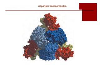 Aspartato transcarbanilsa
 