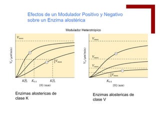Enzimas alostericas de   Enzimas alostericas de
clase K                  clase V
 