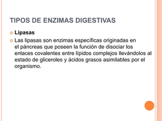 TIPOS DE ENZIMAS DIGESTIVAS
Lipasas
 Las lipasas son enzimas específicas originadas en
el páncreas que poseen la función de disociar los
enlaces covalentes entre lípidos complejos llevándolos al
estado de gliceroles y ácidos grasos asimilables por el
organismo.


 