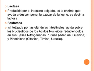 Lactasa
 Producida por el intestino delgado, es la enzIma que
ayuda a descomponer la azúcar de la leche, es decir la
lactosa.
 Fosfatasa
 sintetizada por las glándulas intestinales, actúa sobre
los Nucleótidos de los Ácidos Nucleicos reduciéndolos
en sus Bases Nitrogenadas Purinas (Adenina, Guanina)
y Pirimidinas (Citosina, Timina, Uracilo).


 