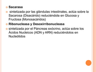 Sacarasa
 sintetizada por las glándulas intestinales, actúa sobre la
Sacarosa (Disacárido) reduciéndola en Glucosa y
Fructosa (Monosacáridos)
 Ribonucleasa y Desoxirribonucleasa
 sintetizada por el Páncreas exócrino, actúa sobre los
Ácidos Nucleicos (ADN y ARN) reduciéndolos en
Nucleótidos


 