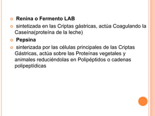 Renina o Fermento LAB
 sintetizada en las Criptas gástricas, actúa Coagulando la
Caseína(proteína de la leche)
 Pepsina
 sinterizada por las células principales de las Criptas
Gástricas, actúa sobre las Proteínas vegetales y
animales reduciéndolas en Polipéptidos o cadenas
polipeptídicas


 