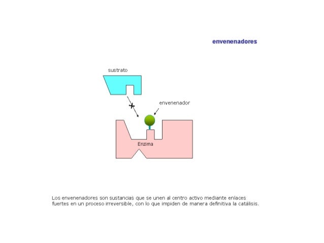 Albert Einstein en metabolismo catabolico