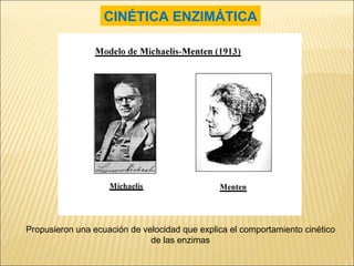 Propusieron una ecuación de velocidad que explica el comportamiento cinético de las enzimas CINÉTICA ENZIMÁTICA 