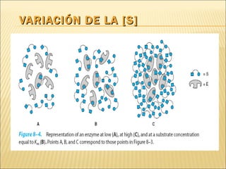 VARIACIÓN DE LA [S] 