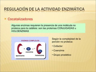 Cocatalizadores Algunas enzimas requieren la presencia de una molécula no proteica para la catálisis: son las proteínas CONJUGADAS u HOLOENZIMAS Según la complejidad de la porción no proteica: Cofactor Coenzima Grupo prostético 