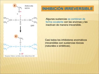 INHIBICIÓN IRREVERSIBLE Algunas sustancias  se combinan de forma covalente  con las enzimas y las inactivan de manera irreversible. Casi todos los inhibidores enzimáticos irreversibles son sustancias tóxicas (naturales o sintéticas). “ Bioquímica” Mathews, van Holde y Ahern. Addison Wesley 2002 