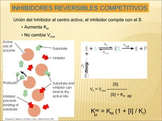 INHIBIDORES REVERSIBLES COMPETITIVOS Unión del Inhibidor al centro activo, el inhibidor compite con el S Aumenta K M No cambia V max “ Bioquímica” Mathews, van Holde y Ahern. Addison Wesley 2002 K ap  = K M  (1 + [I] / K I ) M   [S]  V 0  = V max  ---------------   [S] +   K M ap 