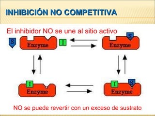 INHIBICIÓN NO COMPETITIVA El inhibidor NO se une al sitio activo NO se puede revertir con un exceso de sustrato 