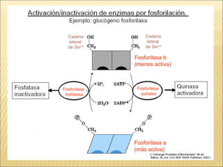 Fosforilasa fosfatasa Fosforilasa quinasa Fosforilasa b (menos activa) Fosforilasa a (más activa) Cadena lateral de Ser 14 Cadena lateral de Ser 14 