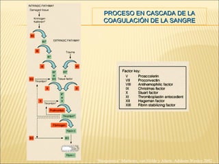 PROCESO EN CASCADA DE LA COAGULACIÓN DE LA SANGRE “ Bioquímica” Mathews, van Holde y Ahern. Addison Wesley 2002 