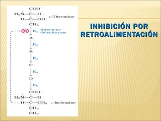INHIBICIÓN POR RETROALIMENTACIÓN 