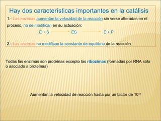Todas las enzimas son proteínas excepto las  ribozimas   (formadas por RNA sólo o asociado a proteínas) Aumentan la velocidad de reacción hasta por un factor de 10 14 Hay dos características importantes en la catálisis 1.-  Las enzimas   aumentan la velocidad de la reacción   sin verse alteradas en el proceso,  no se modifican  en su actuación:  E + S ES E + P 2.-  Las enzimas   no modifican la constante de equilibrio  de la reacción 