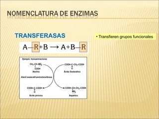 TRANSFERASAS Transfieren grupos funcionales 