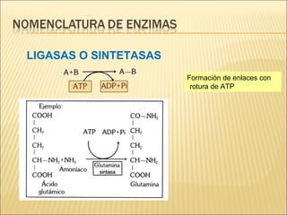 LIGASAS O SINTETASAS Formación de enlaces con rotura de ATP 