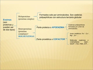 Enzimas (son proteínas y pueden ser de dos tipos)   Holoproteínas (proteínas simples) Heteroproteínas (proteínas complejas)=  HOLOENZIMAS Formados solo por aminoácidos. Son cadenas polipeptídicas con estructura terciaria globular Parte proteica o  APOENZIMA Cadenas polipeptídicas formadas por unión de aminoácidos.  Parte prostética o  COFACTOR Iones metálicos: Fe ++ , Cu ++ , Mg ++ , Zn ++ … Moléculas orgánicas o COENZIMAS: NAD + , NADP + , FAD, FMN, ATP…  