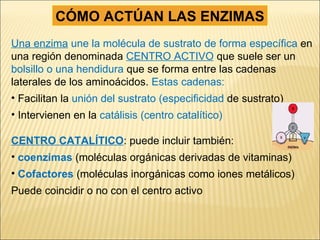 CÓMO ACTÚAN LAS ENZIMAS Una enzima  une la molécula de sustrato de forma específica  en una región denominada  CENTRO ACTIVO   que suele ser un  bolsillo o una hendidura  que se forma entre las cadenas laterales de los aminoácidos.  Estas cadenas: Facilitan la  unión del sustrato (especificidad  de sustrato) Intervienen en la  catálisis (centro catalítico) CENTRO CATALÍTICO : puede incluir también: coenzimas  (moléculas orgánicas derivadas de vitaminas) Cofactores  (moléculas inorgánicas como iones metálicos) Puede coincidir o no con el centro activo 