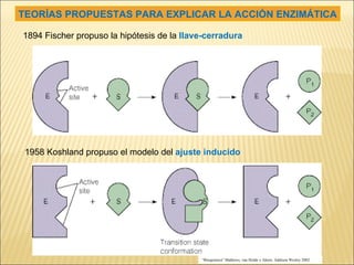 TEORÍAS PROPUESTAS PARA EXPLICAR LA ACCIÓN ENZIMÁTICA 1894 Fischer propuso la hipótesis de la  llave-cerradura 1958 Koshland propuso el modelo del  ajuste inducido “ Bioquímica” Mathews, van Holde y Ahern. Addison Wesley 2002 