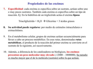 7. Especificidad: cada enzima es específica sobre un sustrato, actúan sobre uno
o muy pocos sustratos. También cada enzima es específica sobre un tipo de
reacción. Ej: En la hidrólisis de un triglicérido actúa el enzima lipasa
Triacilglicérido + H2O  Glicerina + 3 ácidos grasos
8. Su actividad puede regularse: por medio de estímulos intracelulares o
extracelulares.
9. En el metabolismo celular, grupos de enzimas actúan secuencialmente para
llevar a cabo un proceso metabólico. En esas rutas, denominadas rutas
metabólicas, el producto de la reacción del primer enzima se convierte en el
sustrato de la siguiente, así sucesivamente.
10. Además, a diferencia de los catalizadores no biológicos, las enzimas
presentan un peso molecular muy elevado (.12000 – 1000000). Su tamaño
es mucho mayor que el de la molécula (sustrato) sobre la que actúan.
Propiedades de las enzimas
 