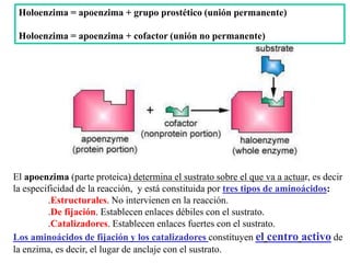 Holoenzima = apoenzima + grupo prostético (unión permanente)
Holoenzima = apoenzima + cofactor (unión no permanente)
El apoenzima (parte proteica) determina el sustrato sobre el que va a actuar, es decir
la especificidad de la reacción, y está constituida por tres tipos de aminoácidos:
.Estructurales. No intervienen en la reacción.
.De fijación. Establecen enlaces débiles con el sustrato.
.Catalizadores. Establecen enlaces fuertes con el sustrato.
Los aminoácidos de fijación y los catalizadores constituyen el centro activo de
la enzima, es decir, el lugar de anclaje con el sustrato.
 