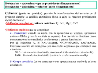 Cofactor (parte no proteica): permite la transformación del sustrato en el
producto durante la catálisis enzimática (lleva a cabo la reacción propiamente
dicha).Pueden ser:
•Moléculas inorgánicas: cationes metálicos. Ej. Fe+2, Mg+2, Cu+2
•Moléculas orgánica que se denominan
a) Coenzimas: cuando su unión con la apoenzima es temporal (presentan
uniones débiles y tras la catálisis se separan). Las coenzimas funciona como
transportadores intermediarios de electrones o grupos funcionales.
Por ej. coenzima A, el NAD+/NADH, NADP+/NADPH, FAD+/FADH,
transfieres átomos de hidrógeno (son moléculas orgánicas que contienen una
vitamina)
NAD+ : nicotinamida dinucleótido (contiene el ácido nicotínico o vitamina B3)
FAD+ : flavin-adenin-dinucleótido (contiene la rivoflavina o vitamina B2)
b) Grupo prostético (unión permanente con apoenzima por medio de enlaces
covalentes.
Holoenzima = apoenzima + grupo prostético (unión permanente)
Holoenzima = apoenzima + cofactor (unión no permanente)
 
