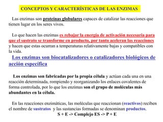 CONCEPTOS Y CARACTERÍSTICAS DE LAS ENZIMAS
Las enzimas son proteínas globulares capaces de catalizar las reacciones que
tienen lugar en los seres vivos.
Lo que hacen las enzimas es rebajar la energía de activación necesaria para
que el sustrato se transforme en producto, por tanto aceleran las reacciones
y hacen que estas ocurran a temperaturas relativamente bajas y compatibles con
la vida.
Los enzimas son biocatalizadores o catalizadores biológicos de
acción específica
Los enzimas son fabricadas por la propia célula y actúan cada una en una
reacción determinada, rompiendo y reorganizando los enlaces covalentes de
forma controlada, por lo que los enzimas son el grupo de moléculas más
abundantes en la célula.
En las reacciones enzimáticas, las moléculas que reaccionan (reactivos) reciben
el nombre de sustratos y las sustancias formadas se denominan productos.
S + E -> Complejo ES -> P + E
 