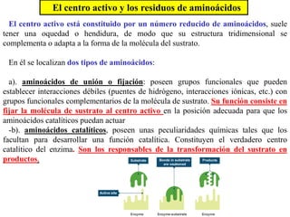El centro activo está constituido por un número reducido de aminoácidos, suele
tener una oquedad o hendidura, de modo que su estructura tridimensional se
complementa o adapta a la forma de la molécula del sustrato.
En él se localizan dos tipos de aminoácidos:
a). aminoácidos de unión o fijación: poseen grupos funcionales que pueden
establecer interacciones débiles (puentes de hidrógeno, interacciones iónicas, etc.) con
grupos funcionales complementarios de la molécula de sustrato. Su función consiste en
fijar la molécula de sustrato al centro activo en la posición adecuada para que los
aminoácidos catalíticos puedan actuar
-b). aminoácidos catalíticos, poseen unas peculiaridades químicas tales que los
facultan para desarrollar una función catalítica. Constituyen el verdadero centro
catalítico del enzima. Son los responsables de la transformación del sustrato en
productos.
El centro activo y los residuos de aminoácidos
 