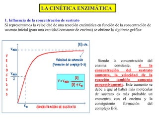 1. Influencia de la concentración de sustrato
Si representamos la velocidad de una reacción enzimática en función de la concentración de
sustrato inicial (para una cantidad constante de enzima) se obtiene la siguiente gráfica:
LA CINÉTICA ENZIMÁTICA
Siendo la concentración del
enzima constante, si la
concentración del sustrato
aumenta, la velocidad de la
reacción también aumenta
progresivamente. Este aumento se
debe a que al haber más moléculas
de sustrato es más probable un
encuentro con el enzima y la
consiguiente formación del
complejo E-S.
 