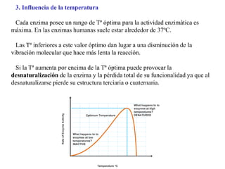 3. Influencia de la temperatura
Cada enzima posee un rango de Tª óptima para la actividad enzimática es
máxima. En las enzimas humanas suele estar alrededor de 37ºC.
Las Tª inferiores a este valor óptimo dan lugar a una disminución de la
vibración molecular que hace más lenta la reacción.
Si la Tª aumenta por encima de la Tª óptima puede provocar la
desnaturalización de la enzima y la pérdida total de su funcionalidad ya que al
desnaturalizarse pierde su estructura terciaria o cuaternaria.
 