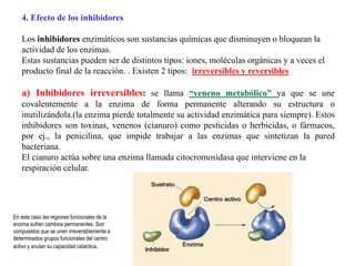 4. Efecto de los inhibidores
Los inhibidores enzimáticos son sustancias químicas que disminuyen o bloquean la
actividad de los enzimas.
Estas sustancias pueden ser de distintos tipos: iones, moléculas orgánicas y a veces el
producto final de la reacción. . Existen 2 tipos: irreversibles y reversibles
a) Inhibidores irreversibles: se llama “veneno metabólico” ya que se une
covalentemente a la enzima de forma permanente alterando su estructura o
inutilizándola.(la enzima pierde totalmente su actividad enzimática para siempre). Estos
inhibidores son toxinas, venenos (cianuro) como pesticidas o herbicidas, o fármacos,
por ej., la penicilina, que impide trabajar a las enzimas que sintetizan la pared
bacteriana.
El cianuro actúa sobre una enzima llamada citocromosidasa que interviene en la
respiración celular.
En este caso las regiones funcionales de la
enzima sufren cambios permanentes. Son
compuestos que se unen irreversiblemente a
determinados grupos funcionales del centro
activo y anulan su capacidad catalítica.
 