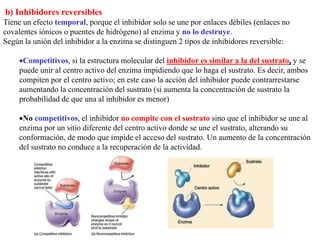 b) Inhibidores reversibles
Tiene un efecto temporal, porque el inhibidor solo se une por enlaces débiles (enlaces no
covalentes iónicos o puentes de hidrógeno) al enzima y no lo destruye.
Según la unión del inhibidor a la enzima se distinguen 2 tipos de inhibidores reversible:
Competitivos, si la estructura molecular del inhibidor es similar a la del sustrato, y se
puede unir al centro activo del enzima impidiendo que lo haga el sustrato. Es decir, ambos
compiten por el centro activo; en este caso la acción del inhibidor puede contrarrestarse
aumentando la concentración del sustrato (si aumenta la concentración de sustrato la
probabilidad de que una al inhibidor es menor)
No competitivos, el inhibidor no compite con el sustrato sino que el inhibidor se une al
enzima por un sitio diferente del centro activo donde se une el sustrato, alterando su
conformación, de modo que impide el acceso del sustrato. Un aumento de la concentración
del sustrato no conduce a la recuperación de la actividad.
 
