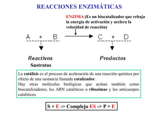 S + E -> Complejo ES -> P + E
ENZIMA (Es un biocatalizador que rebaja
la energía de activación y acelera la
velocidad de reacción)
REACCIONES ENZIMÁTICAS
Sustratos
La catálisis es el proceso de aceleración de una reacción química por
efecto de una sustancia llamada catalizador.
Hay otras moléculas biológicas que actúan también como
biocatalizadores; los ARN catalíticos o ribozimas y los anticuerpos
catalíticos.
 