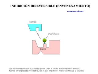 0 2 4 6 8
Concentración de sustrato (mM)
Velocidad
de la
reacción
(mM/min)
5
4
3
2
1
0
Adición del inhibidor irreversible
INHIBICIÓN IRREVERSIBLE (ENVENENAMIENTO)
 