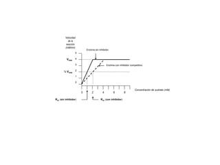 0 2 4 6 8
Concentración de sustrato (mM)
Velocidad
de la
reacción
(mM/min)
5
4
3
2
1
0
Enzima sin inhibidor
Enzima con inhibidor competitivo
Vmáx
Km (sin inhibidor) Km (con inhibidor)
½ Vmáx
 
