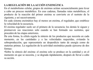LA REGULACIÓN DE LAACCIÓN ENZIMÁTICA
En el metabolismo celular, grupos de enzimas actúan secuencialmente para levar
a cabo un proceso metabólico. En esas cadenas, llamadas rutas metabólicas, el
producto de la reacción del primer enzima se convierte en el sustrato de la
siguiente, y así sucesivamente.
En cada sistema enzimático hay al menos un enzima, el regulador, que establece
la velocidad de la secuencia.
El enzima regulador suele ser el primero de la secuencia; los demás le siguen y
promueven sus reacciones solo cuando se han formado sus sustratos, que
proceden de las etapas anteriores.
De esta forma, la célula regula la síntesis de los productos que necesita en cada
momento, en las cantidades y a las velocidades requeridas, evitando la
sobreproducción, que representaría un desperdicio tanto de energía como de
materias primas. La regulación de la actividad enzimática puede ejercerse de dos
formas:
•Sobre la síntesis del enzima: el enzima solo se produce en la cantidad y en el
momento en que se necesita, y se degrada rápidamente, después de llevar a cabo
su acción.
 