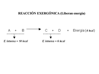 REACCIÓN EXERGÓNICA (Liberan energía)
 