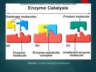 Gambar. Enzim sebagai katalisator
 
