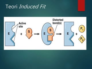 Teori Induced Fit
 